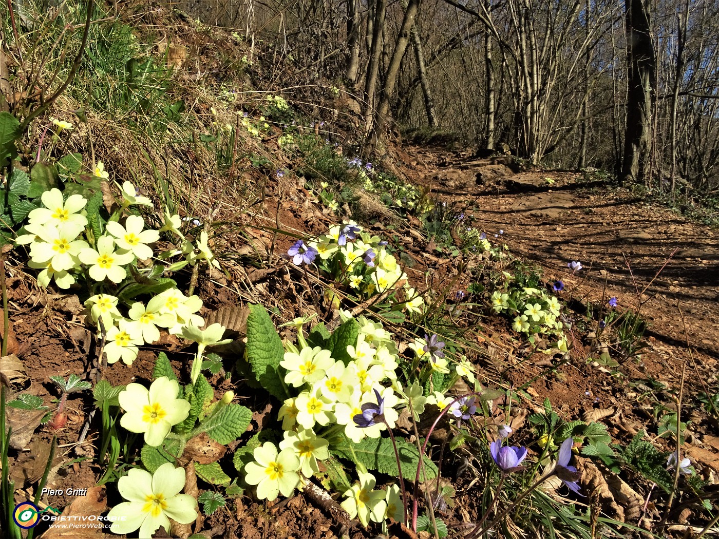 18 Primule gialle e erba trinita (Hepatica nobilis) infiorano il sentiero.JPG